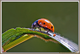 Coccinelle